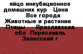 яйцо инкубационное домашних кур › Цена ­ 25 - Все города Животные и растения » Птицы   . Ярославская обл.,Переславль-Залесский г.